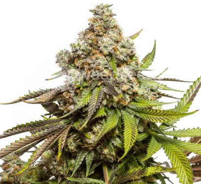 https://marihuana-samen.com/produkt/pennywise/