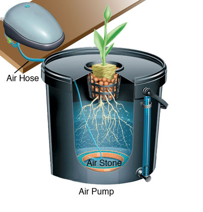 Aeroponic System