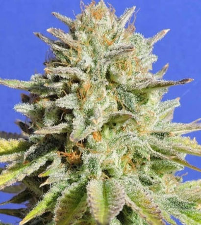 Gorilla Glue #4