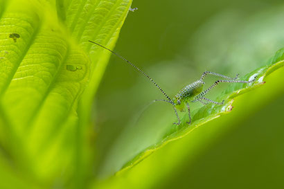 Grashüpfer in Bewegung wie vorher, aber in Zerene retuschiert (Fokusbracketing aus 52 Einzelauf-nahmen, Z6 + Sigma 105/2.8, f5.6, 1/60s, ISO500)