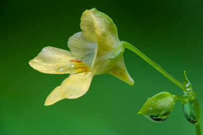 Blüte des Kleinen Springkrauts (Fokusbracketing aus 134 Einzelaufnahmen, Z6 + Sigma 105mm/2.8, f5.6, 1/200s, ISO800)