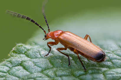 Rotgelber Weichkäfer (Fokusbracketing aus 62 Einzelbildern, Z6 + Sigma 105mm/2.8 + Raynox 250, f10 , 1/60s, ISO800)