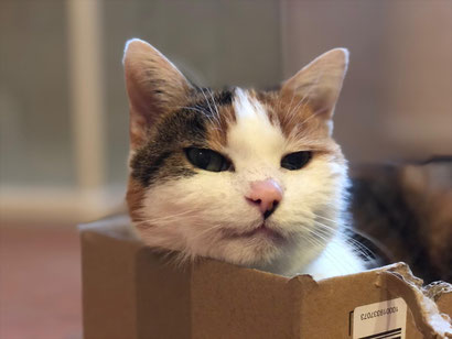 Bild: Katze im Karton