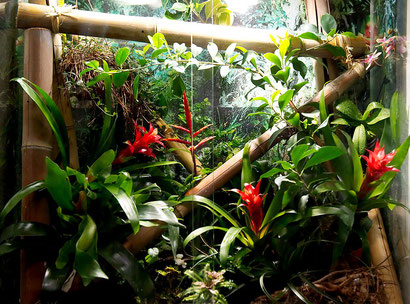 Terrarienbepflanzung