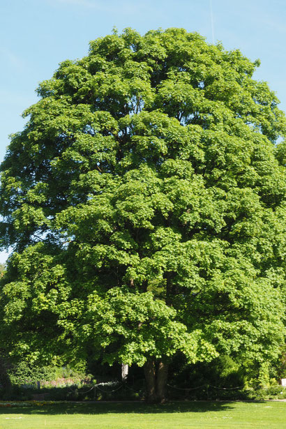 www.klimawandel-report.com; alter und hoher Ahorn-Solitärbaum, CO2-Entzug der Luft im bisherigen Leben = 12,5 t