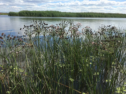 Ruschebuhne Sommerstrand