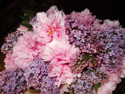 Pivoines et lilas s’accordent en parfaite harmonie de couleurs.