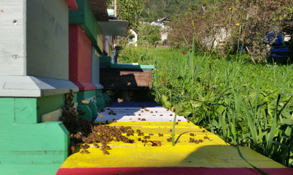 Bienen können in unterschiedlichen Arten von Bienenstöcken, auch Beuten oder Magazine genannt, gehalten werden. In Oberkärnten wird vorwiegend mit dem Kärntner Einheitsmaß, dem Flachzargensystem oder nach Zander geimkert.