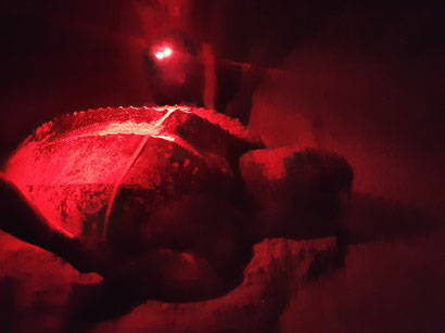 Die Lederschildkröte wird vermessen.