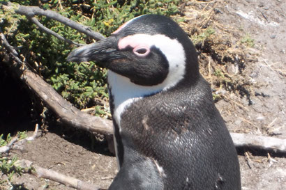 Pinguin in Betty's Bay, Südafrika