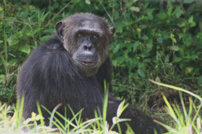 Geretteter Schimpanse in Ol Pejeta, Kenia