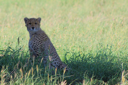 Gepard in der Serengeti, Tansania