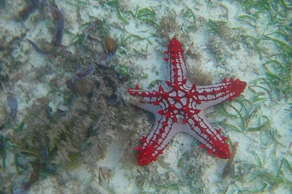 Seestern im Wasser in Watamu, Kenia