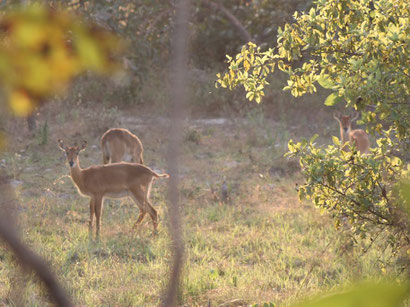 Kob-Antilope