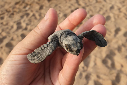 Schildkröten-Projekt in Cape Three Points, Ghana