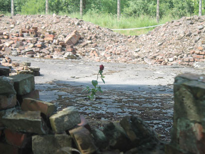 Rose in der Ruine einer Gaskammer in Auschwitz-Birkenau.
