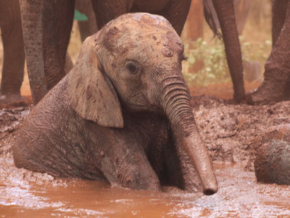 Verwaister Babyelefant im Sheldrick Elephant Orphanage