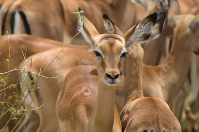 Impala-Weibchen