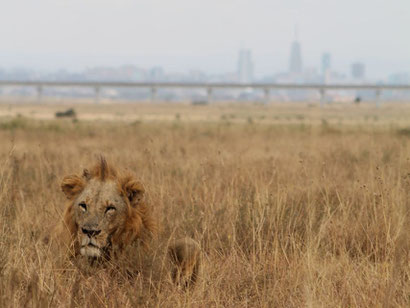 Löwe vor der Skyline von Nairobi im Nairobi Nationalpark