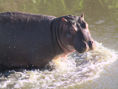 helmutk – Meine Spaziergänge durch Zoos