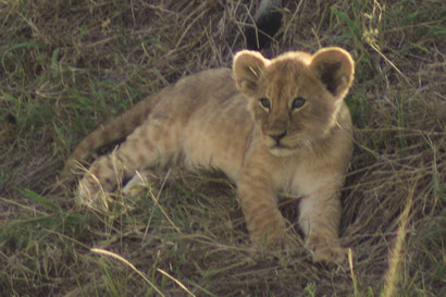 Löwen-Baby in der Masai Mara, Kenia