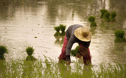 Photo : Une paysanne faisant la récolte du riz au Cambodge. Crédits : David Dennis / Flickr Creative Commons