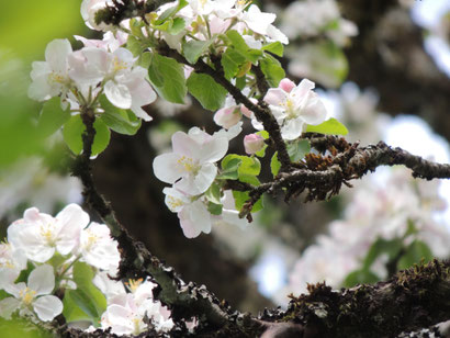 Apfelblüte am Schürzberghof