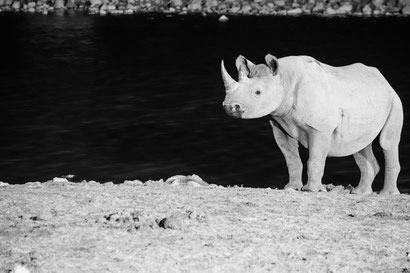 Spitzmaulnashorn Okaukuejo Camp Etosha Namibia