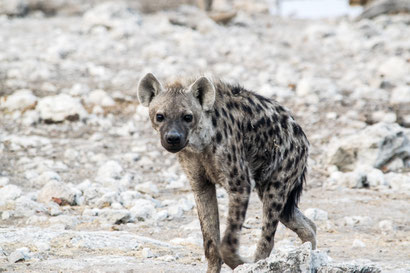 Hyäne Etosha National Park Namibia