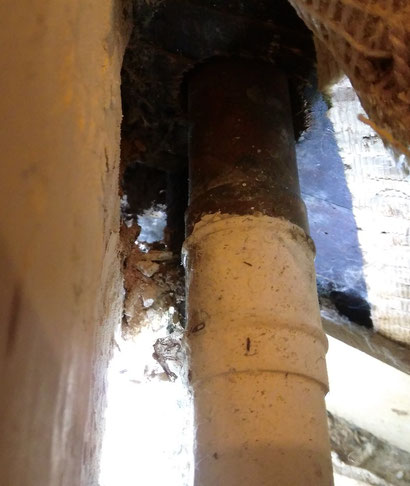 Dry rot hyphae and spores near a leaking pipe