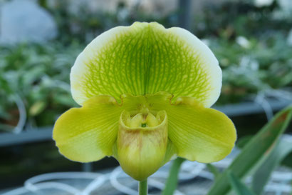 東京オーキット・ナーセリー - (株)東京オーキット・ナーセリー