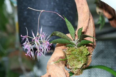 Bulb moniliforme 南米着生ラン大株ミニチュアオーキッドパルダ Bulb moniliforme 南米着生ラン大株ミニチュアオーキッドパルダ