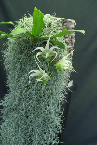 花＊花となっております 農場だより - (株)東京オーキット・ナーセリー