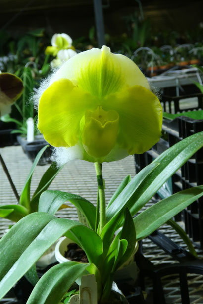 andinia pilosella 枝垂れ系ランシダ植物セット 農場だより - (株)東京オーキット・ナーセリー