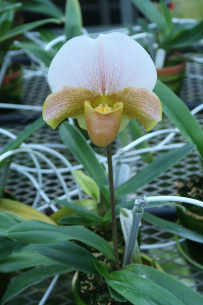 農場だより - (株)東京オーキット・ナーセリー