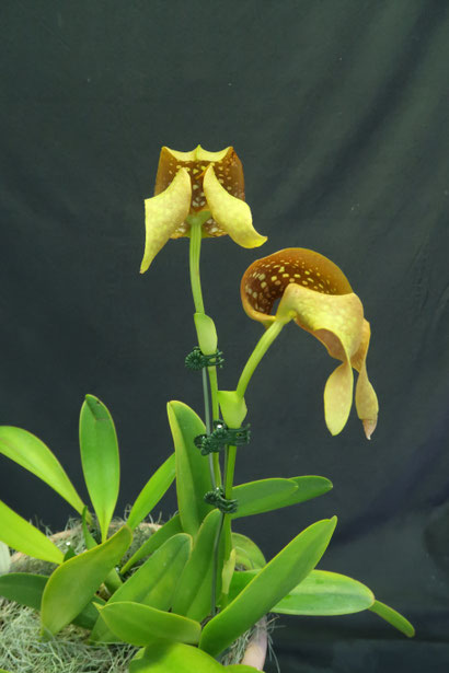 農場だより - (株)東京オーキット・ナーセリー