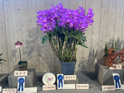 洋ラン1990 awards annual A.O.S. 洋蘭入賞花 写真集 洋ラン1990