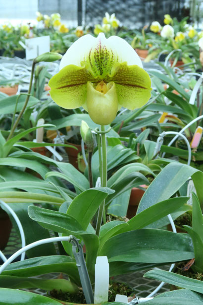 期間限定値下げ！早い者勝ち！　ＦＬＯＲＡＥ　ＪＡＰＯＮＩＣＡＥ　ＦＡＭＩＬＩＡＥ 期間限定値下げ！早い者勝ち！ FLORAE JAPONICAE