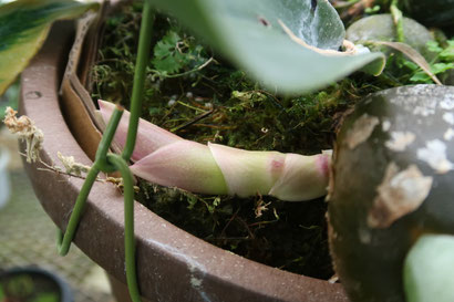 農場だより - (株)東京オーキット・ナーセリー