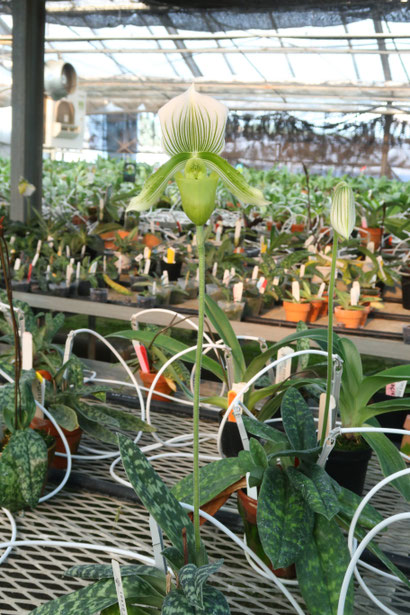 ニューオーキッド　洋蘭雑誌　38冊 ニューオーキッド 洋蘭雑誌 38冊 ニューオーキッド 洋蘭雑誌 38冊