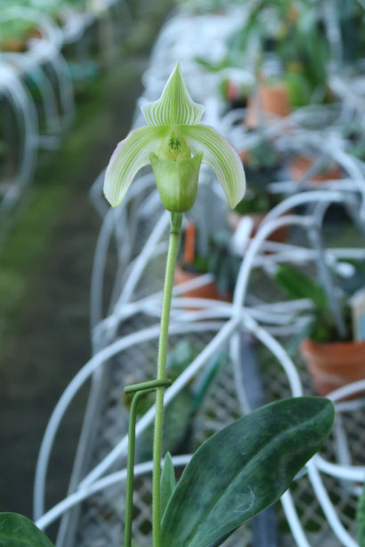 ORTENSIA FIORE パール オルテンシア・フィオーレ ceu ORTENSIA FIORE