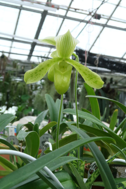 Bulb moniliforme 南米着生ラン大株ミニチュアオーキッドパルダ Bulb moniliforme 南米着生ラン大株ミニチュアオーキッドパルダ