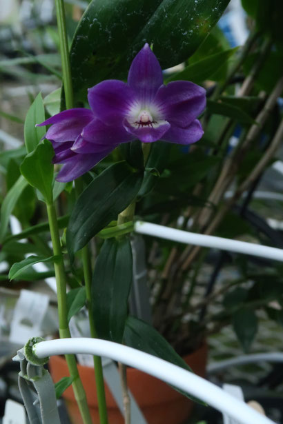 andinia pilosella 枝垂れ系ランシダ植物セット andinia pilosella 枝垂れ系ランシダ植物セット