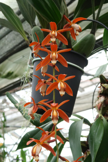 菜花ページ Flower / 花(はな) | Kumamoto Zoo and Botanical Garden