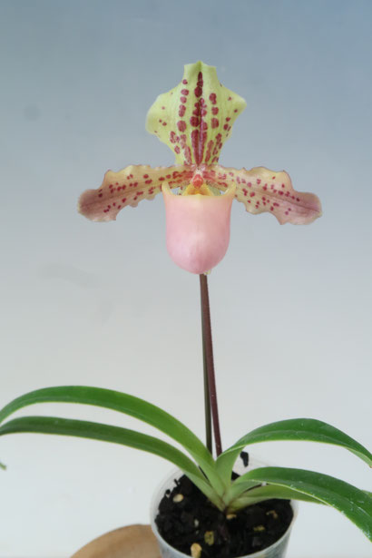 農場だより - (株)東京オーキット・ナーセリー