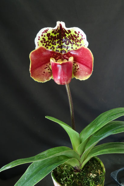 農場だより - (株)東京オーキット・ナーセリー