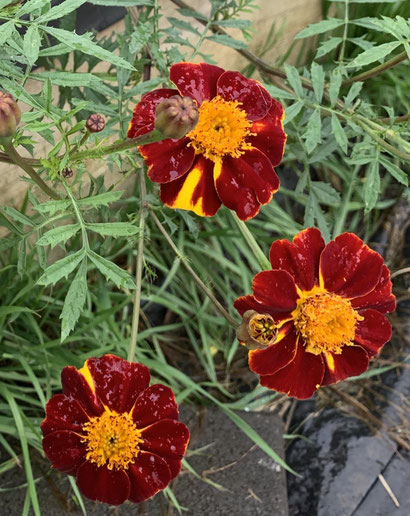 Court Jester Marigold