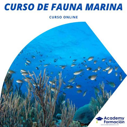 curso de fauna marina