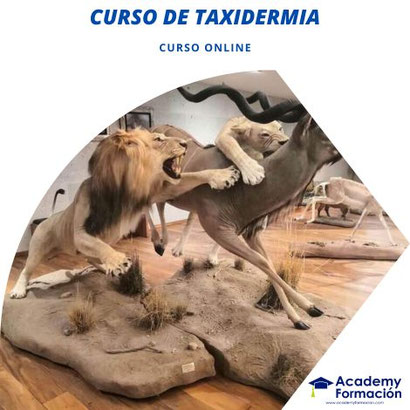 curso de TAXIDERMIA