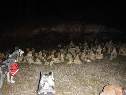 Jurasteig Dogtrekking Dogtrekking Dogtrekking Elbsandstein-Dogtrekking ESDT Harz-Dogtrekking